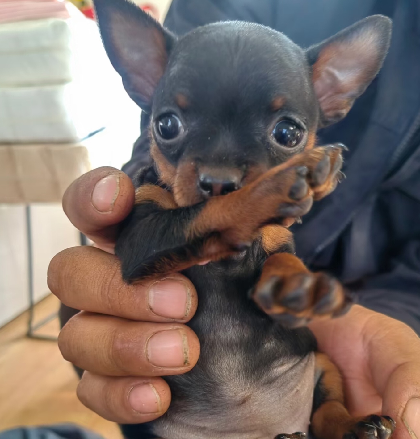小鹿犬充满活力，活泼好动，性格温和，非常友好，体型小，毛发短容易打理